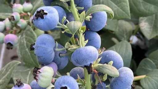 مصر تتحول إلى مركز إقليمي لإنتاج التوت الأزرق