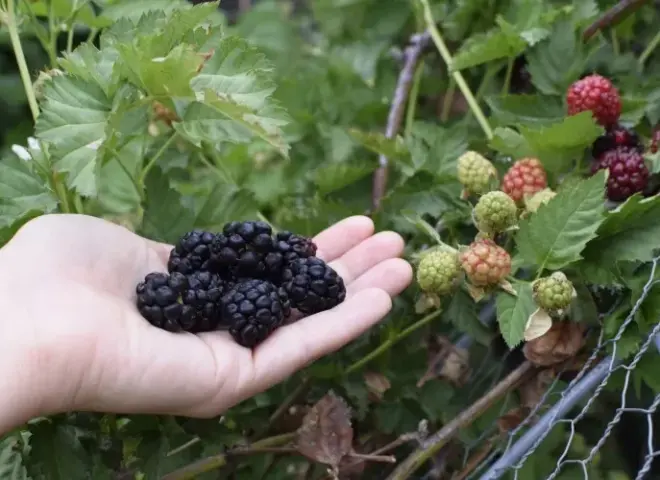 مركبات في فوائد التوت الأسود للسرطان.. تحفز موت الخلايا الورمية