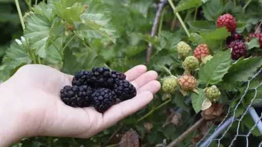 مركبات في فوائد التوت الأسود للسرطان.. تحفز موت الخلايا الورمية