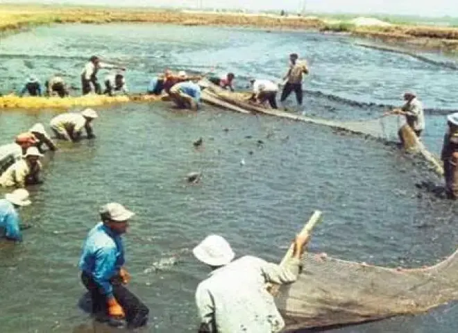 بحيرة قارون تواجه خطر الأيزوبودا.. والصيادون يطالبون بالإنقاذ