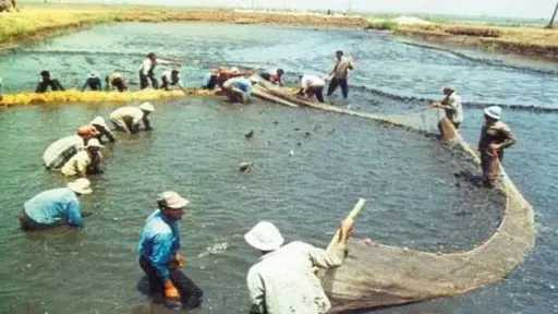 بحيرة قارون تواجه خطر الأيزوبودا.. والصيادون يطالبون بالإنقاذ