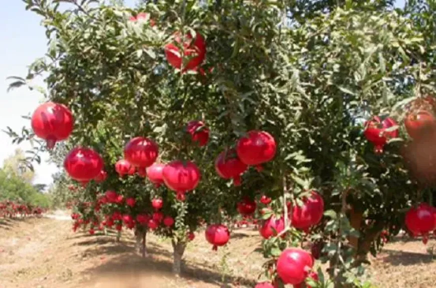 وزارة الزراعة تقدم نصائح فنية لمزارعي الرمان خلال مارس