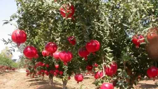 وزارة الزراعة تقدم نصائح فنية لمزارعي الرمان خلال مارس