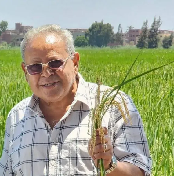 صرخة من قلب زراعة الزقازيق.. أصناف أرز وقمح  عرابي في مهب الروتين