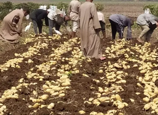 محصول البطاطس في كفر الشيخ.. توصيات جديدة ترفع الإنتاج