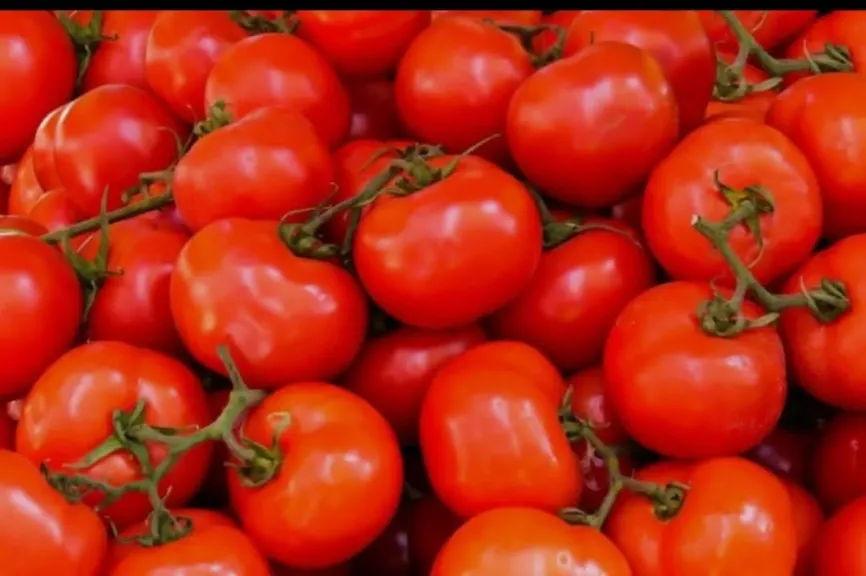 ارتفاع أسعار الطماطم يربك الأسواق وتوقعات بانخفاضها قريبا