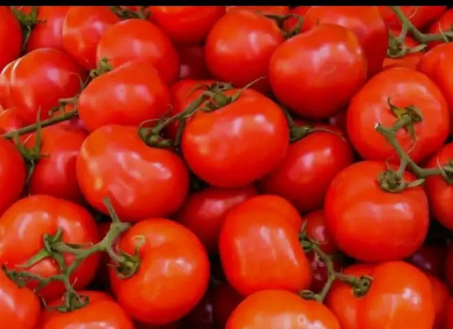 ارتفاع أسعار الطماطم يربك الأسواق وتوقعات بانخفاضها قريبا