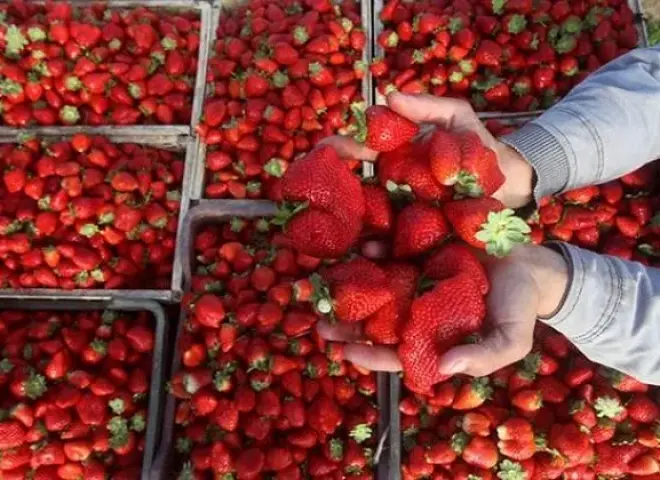 سر قبول الفراولة المصرية في الأسواق العالمية