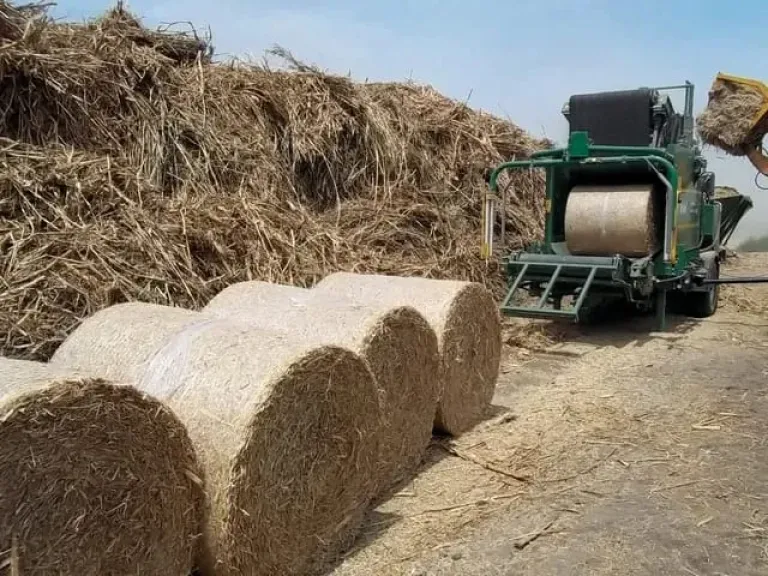 خبير تغذية: تحويل المخلفات الزراعية إلى أعلاف يقلل فاتورة الاستيراد بالمليارات