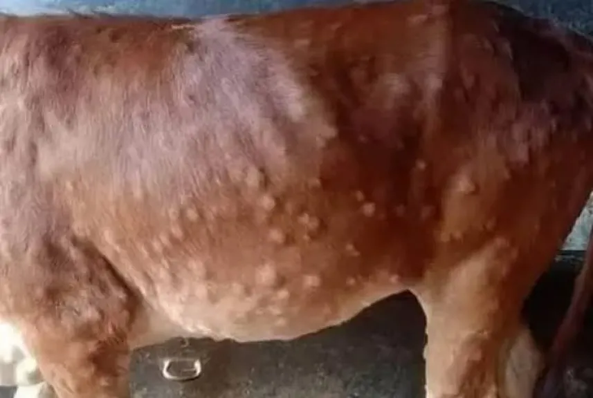 الجلد العقدي يهدد الأبقار.. وخبيرة تكشف طرق الوقاية