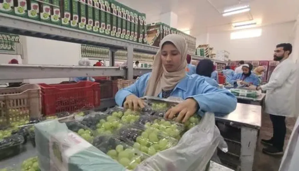 المجلس التصديري يكشف ضوابط تصدير العنب المصري