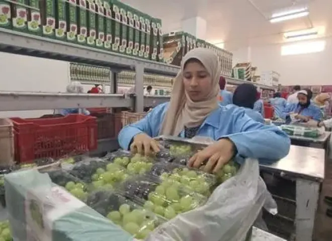 المجلس التصديري يكشف ضوابط تصدير العنب المصري