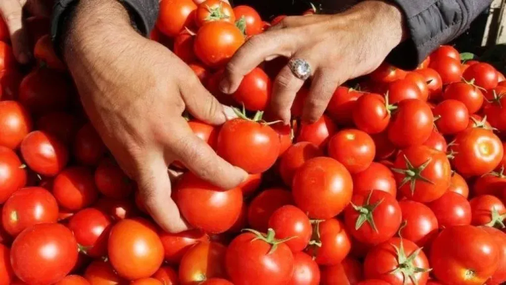الزراعة تعلن أسباب ارتفاع أسعار الطماطم وتحدد موعد الانخفاض