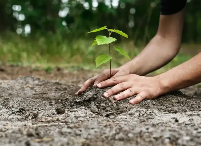 كينيا تحول بساتين الفاكهة إلى بالوعات خضراء لامتصاص الانبعاثات