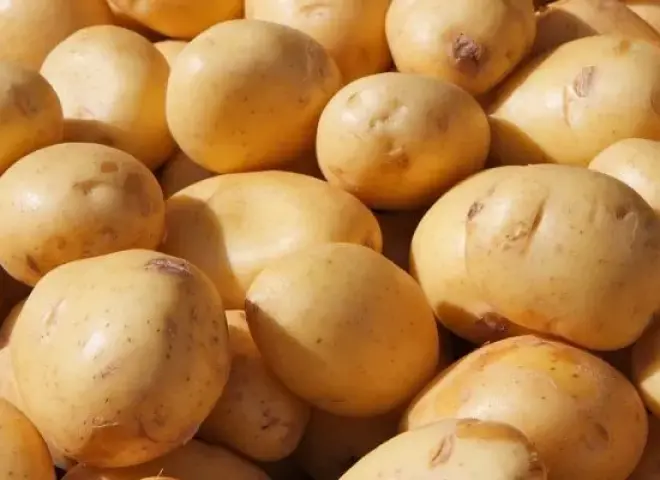أسعار البطاطس في أوكرانيا تتراجع بنسبة 20% مع تزايد ضغوط البيع
