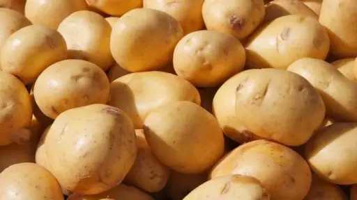 أسعار البطاطس في أوكرانيا تتراجع بنسبة 20% مع تزايد ضغوط البيع