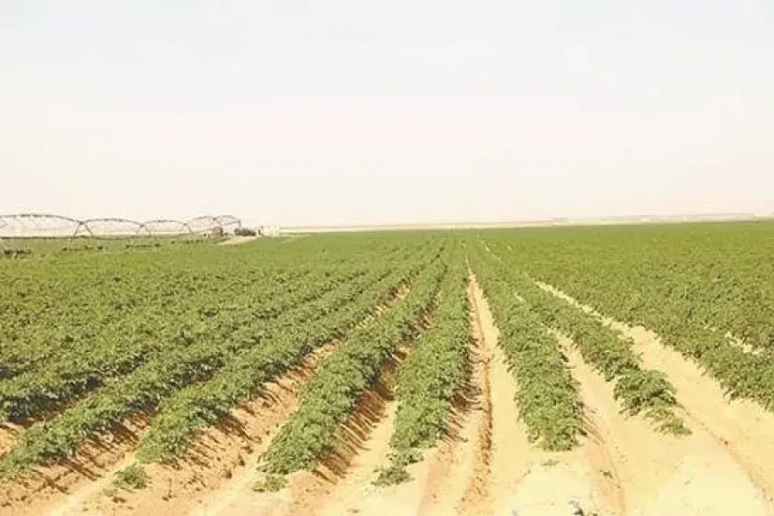 حزمة حوافز كبرى للمستثمرين في أراضي الوادي الجديد