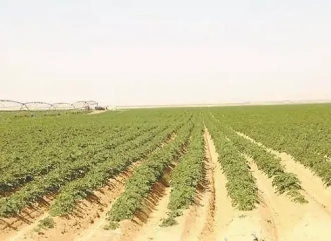 حزمة حوافز كبرى للمستثمرين في أراضي الوادي الجديد