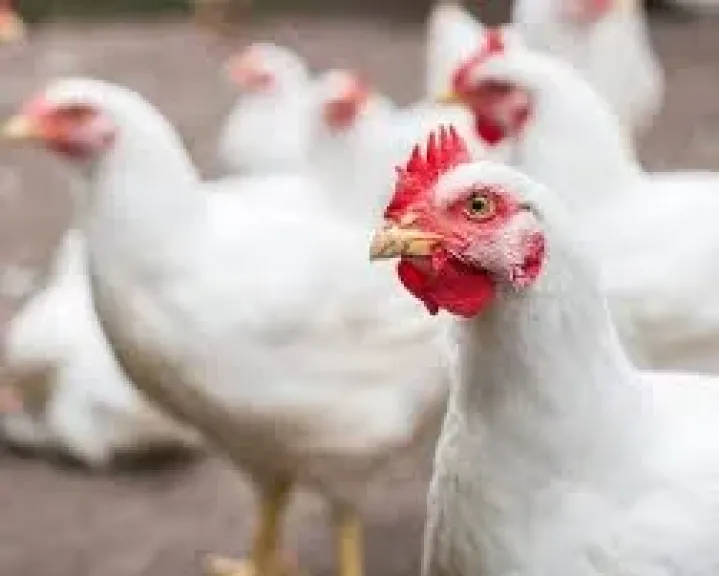 أسعار الفراخ في مصر اليوم الثلاثاء 17 - 3 - 2026