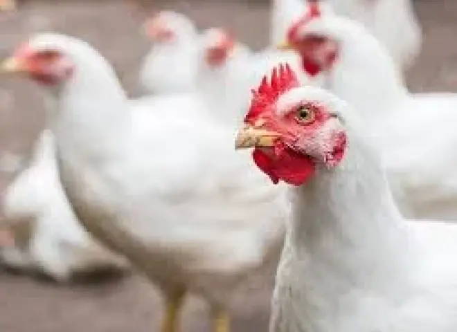 أسعار الفراخ في مصر اليوم الثلاثاء 17 - 3 - 2026