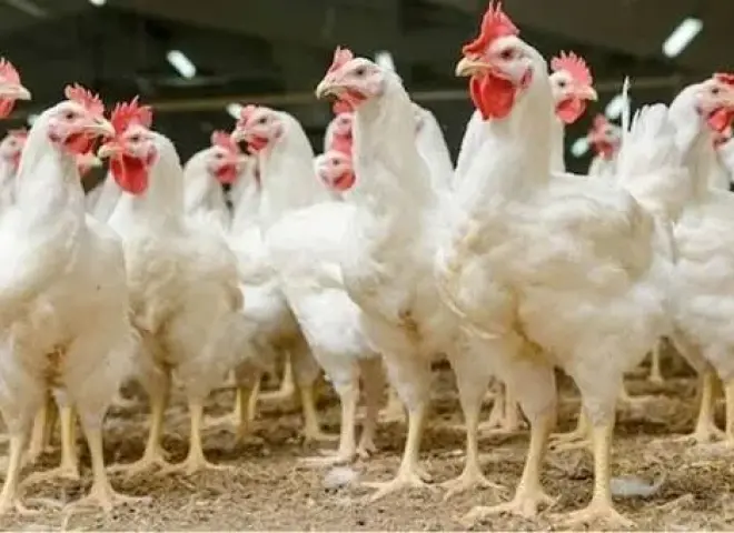 قبل عيد الفطر.. ”الفراخ البياض” تعود للواجهة كبديل اقتصادي للحوم بسعر 40 جنيهًا فقط