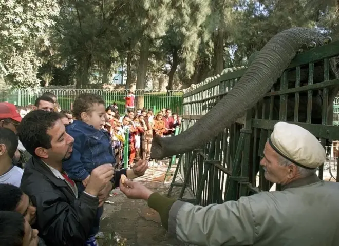 حدائق الحيوان في عيد الفطر.. استعدادات مكثفة لاستقبال الزوار وخدمات متطورة
