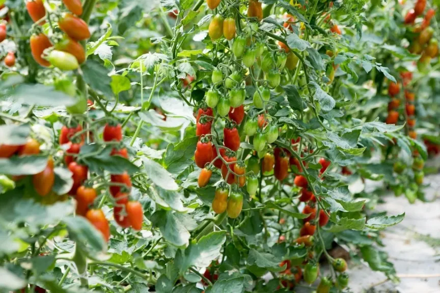 الزراعة بدون تربة المستدامة” تمنح إيطاليا إنتاجا غذائيا مستمرا لـ 10 أشهر