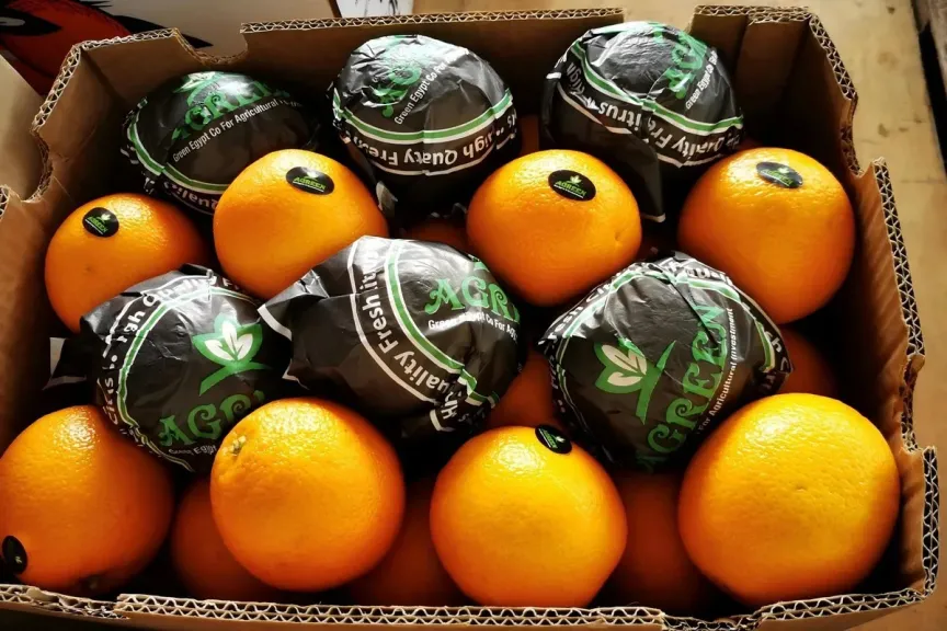 انخفاض أسعار البرتقال المصري بنسبة 15% مع بدء تدفقه للأسواق العالمية