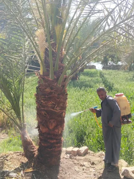 خطة عاجلة لحماية نخيل البلح وزيادة الإنتاج الزراعي بسوهاج