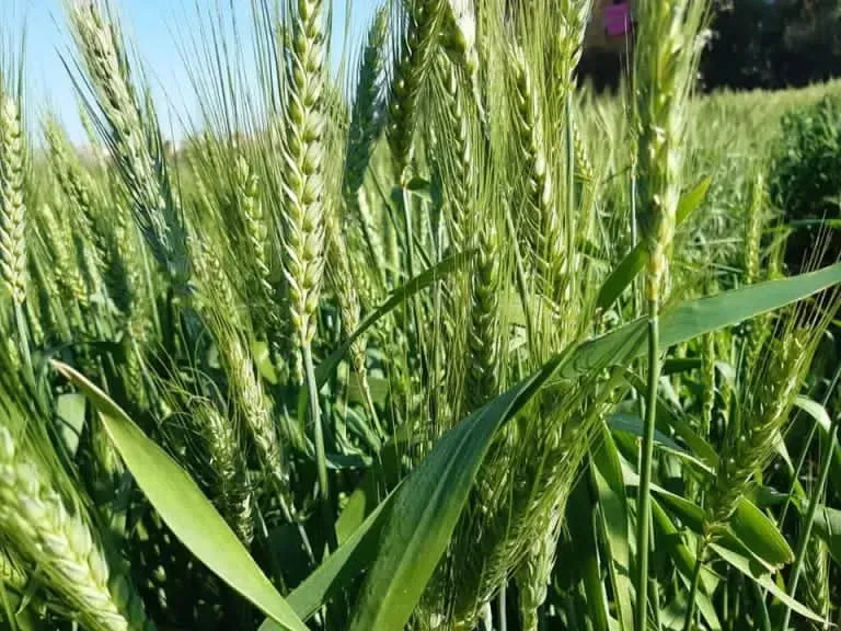 تحذيرات عاجلة للمزارعين لحماية المحاصيل من الرياح الشديدة