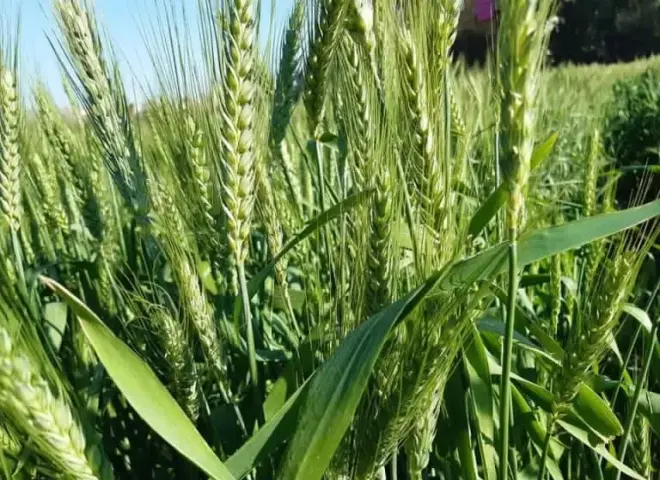 تحذيرات عاجلة للمزارعين لحماية المحاصيل من الرياح الشديدة