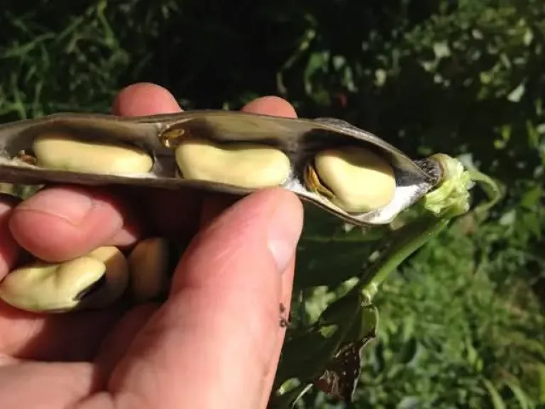 خبير يكشف علامات نضج الفول البلدي بدقة للمزارعين