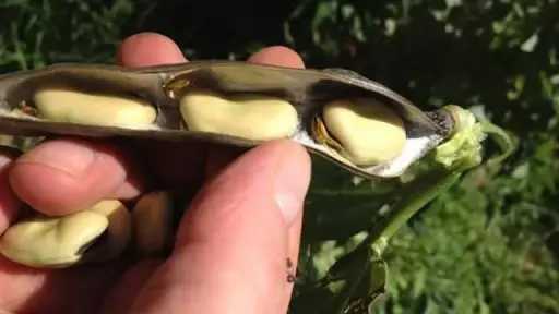 خبير يكشف علامات نضج الفول البلدي بدقة للمزارعين