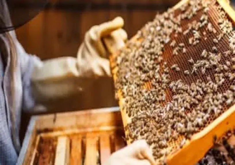 الابتكارات المصرية في العسل تجذب الأسواق العربية والأوروبية