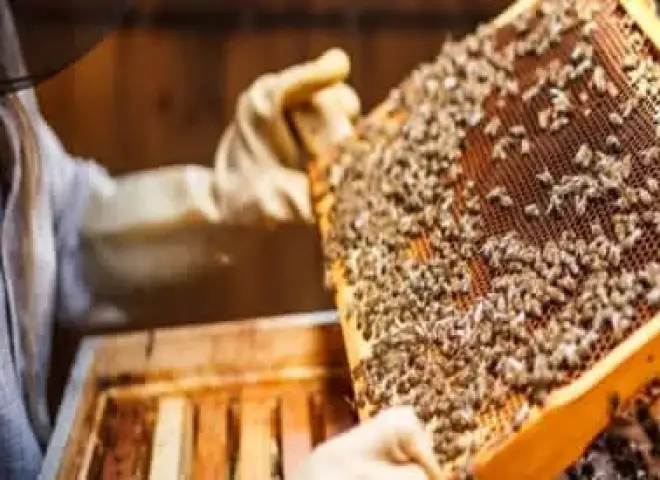 الابتكارات المصرية في العسل تجذب الأسواق العربية والأوروبية