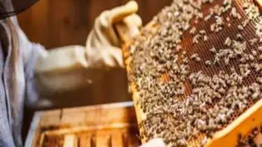 الابتكارات المصرية في العسل تجذب الأسواق العربية والأوروبية