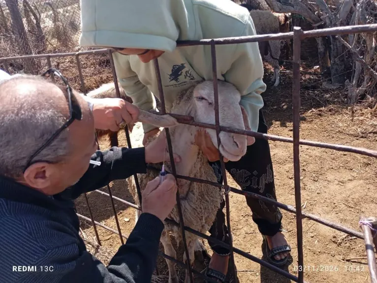 بحوث الصحراء يطلق قافلة بيطرية كبرى في شمال سيناء لدعم الثروة الحيوانية والداجنة