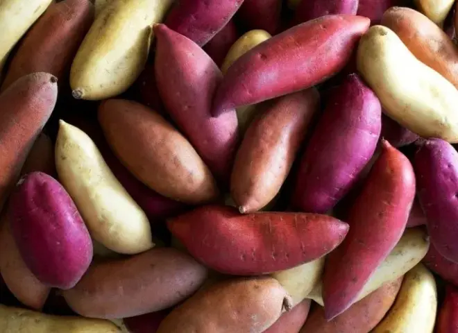 مصر تزيح المنافسين وتتصدر قائمة موردي البطاطا الحلوة لألمانيا