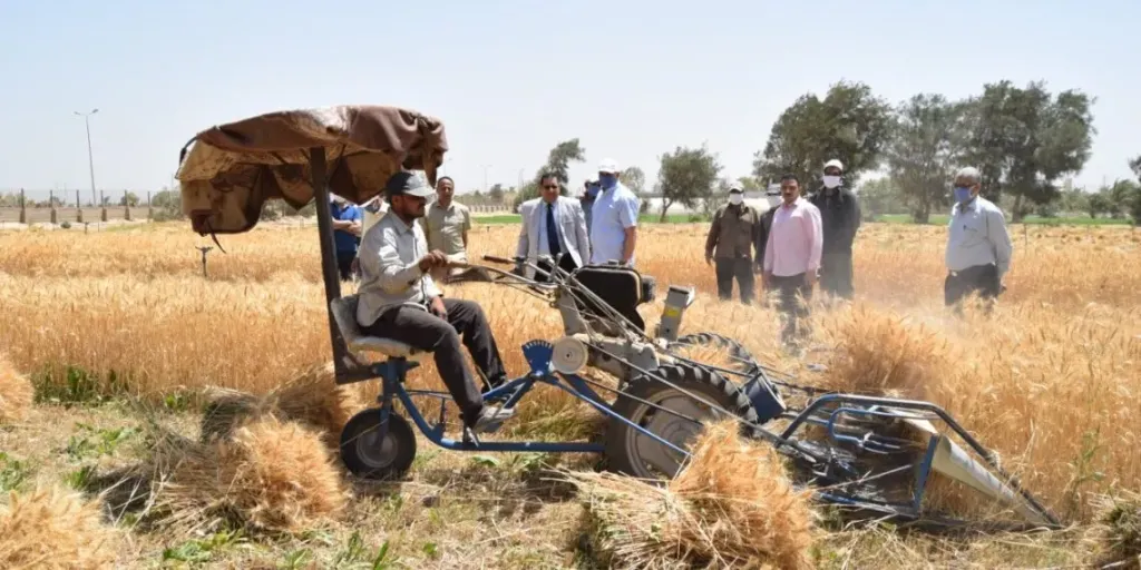 انطلاق موسم حصاد القمح في منتصف أبريل المقبل
