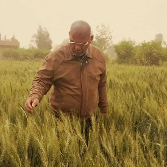 غرف أزمات لمتابعة المحاصيل الزراعية خلال التقلبات الجوية بسوهاج