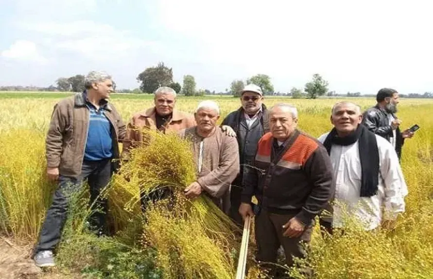 شبرا ملس بالغربية تستعد لانطلاق موسم حصاد الكتان