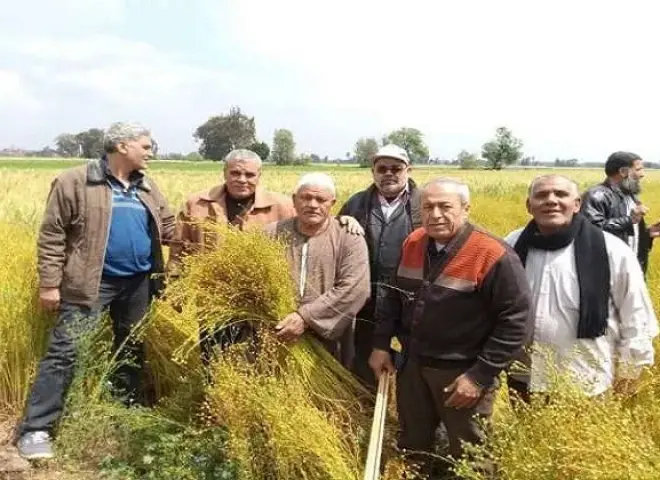 شبرا ملس بالغربية تستعد لانطلاق موسم حصاد الكتان