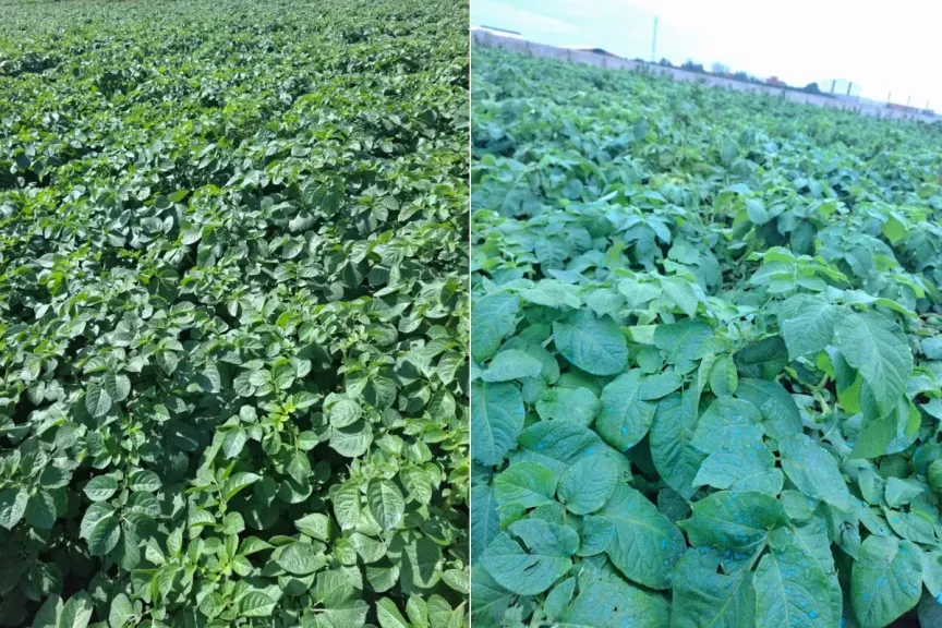 ارتفاع جنوني لأسعار البطاطس في المغرب