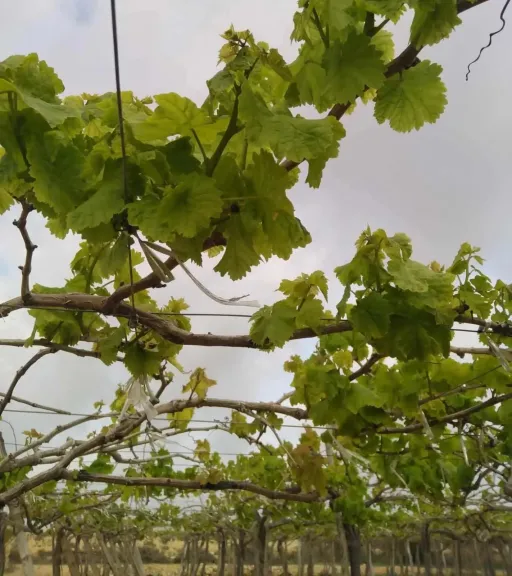 زراعة العنب تدعم الاقتصاد المحلي وتفتح أسواق تصديرية