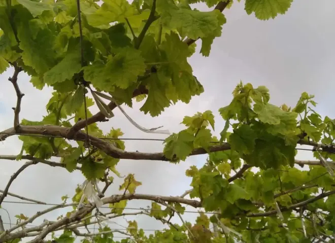 زراعة العنب تدعم الاقتصاد المحلي وتفتح أسواق تصديرية