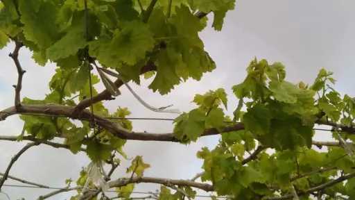 زراعة العنب تدعم الاقتصاد المحلي وتفتح أسواق تصديرية