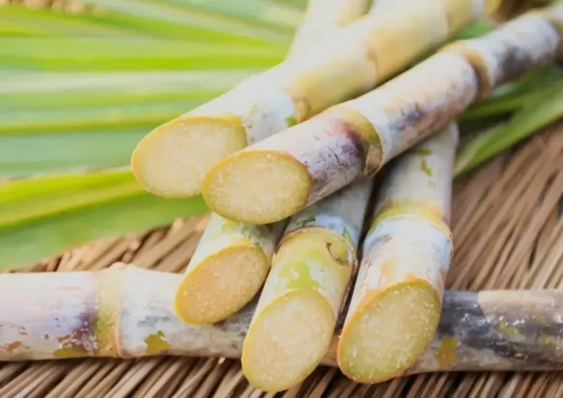 القابضة الغذائية: استلام 4.2 مليون طن قصب وتوريد 71 ألف طن بنجر