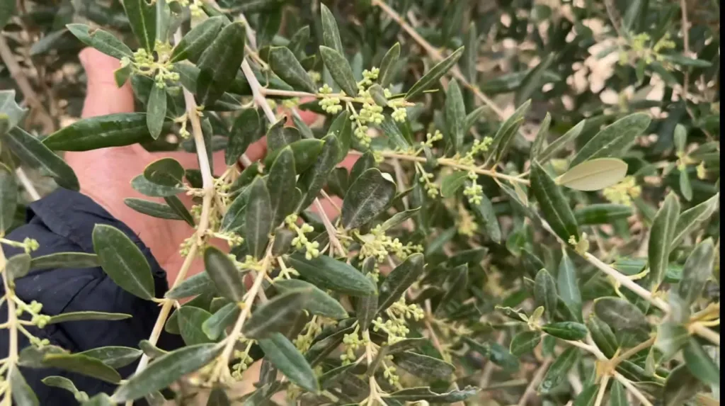 سؤال مركب لمزارع عن تأخر تزهير أشجار الزيتون