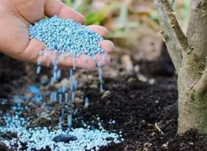 انعكاسات نقص الأسمدة الخارجية تهدد الأمن الغذائي المصري