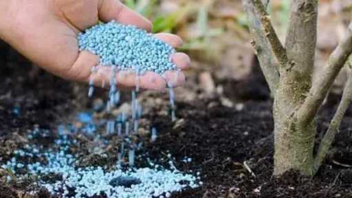 انعكاسات نقص الأسمدة الخارجية تهدد الأمن الغذائي المصري